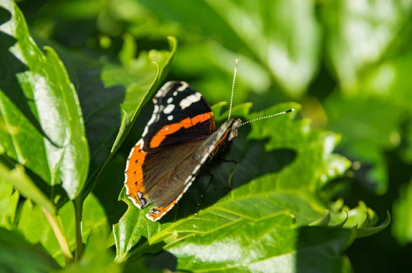 yeşil yaprak üzerinde kelebek yakın