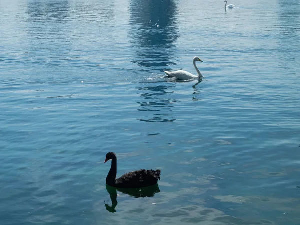 Madarak Parkban — Stock Fotó