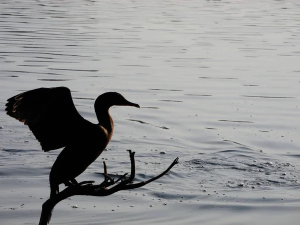 Vögel See Der Mitte Des Parks — Stockfoto