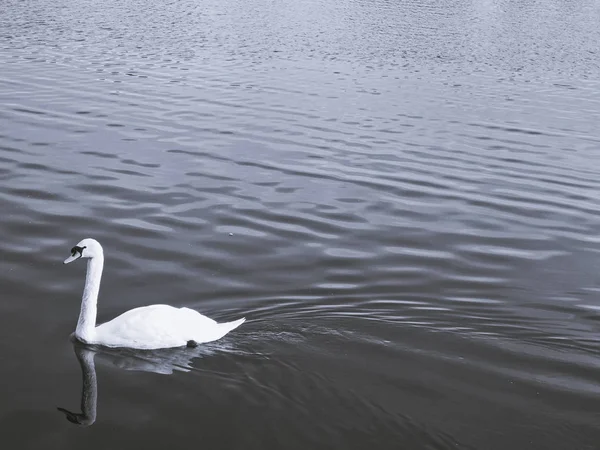 Aves Lago Medio Del Parque — Foto de Stock