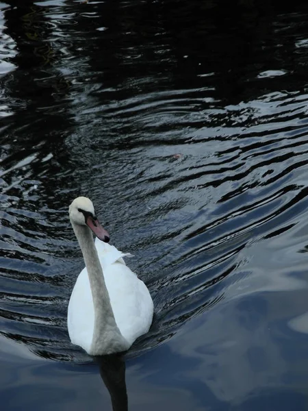 Aves Lago Medio Del Parque — Foto de Stock