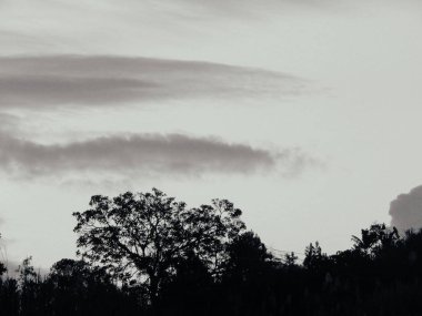 Juan Pablo Ocampo Orozco Telif Hakkı 