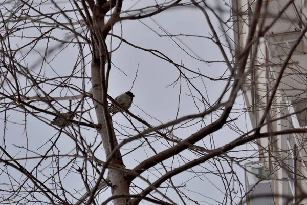 Moineau Sur Arbre — Photo