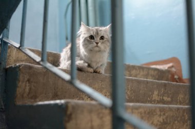 Sevimli kedi ihale eller arıyor