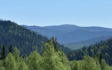 Taiga Kemerovo bölgesi