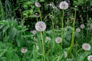 Yeşil çim arasında beyaz karahindiba