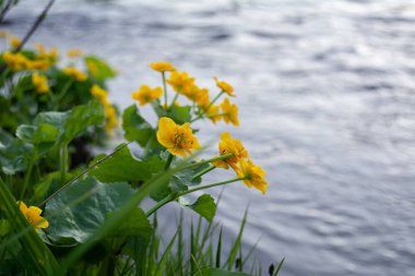 Sarı küre-Rive yakınındaki çiçek