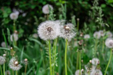 Yeşil çim arasında beyaz karahindiba