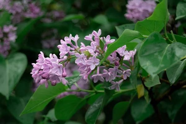 Sprig Lilac Green Lush Bush — Stock Photo, Image
