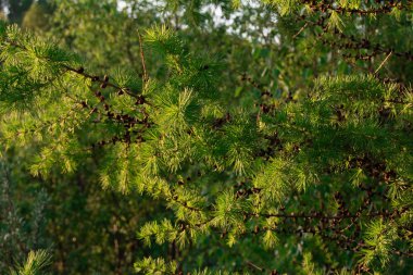 Orman yolu batan güneşin ışınlarında. Ormanda akşam yürüyüşü.