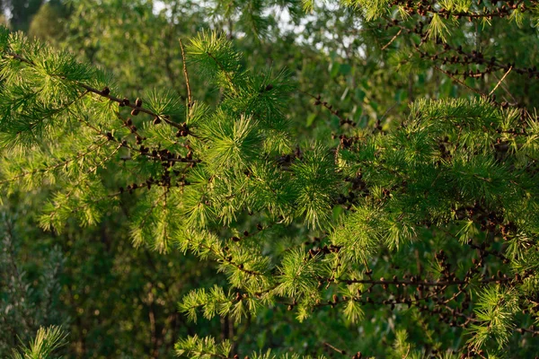 Orman yolu batan güneşin ışınlarında. Ormanda akşam yürüyüşü.
