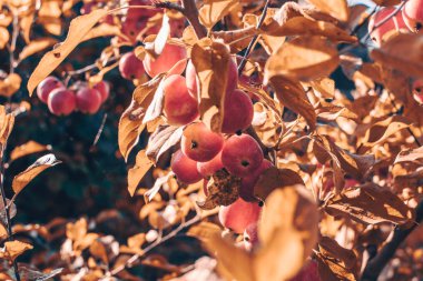 batan güneşte solan sonbahar çiçekleri ile görüntü