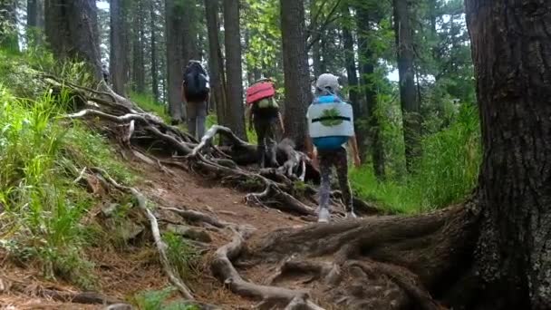 Rodinná turistika v přírodě. Procházky s batohy v lese. — Stock video