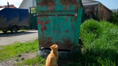 Çöp konteynırında yemek arayan evsiz bir kedi. Hayvanları koruma sorunu