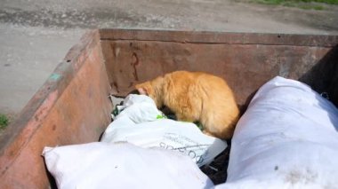 Çöp konteynırında yemek arayan evsiz bir kedi. Hayvanları koruma sorunu