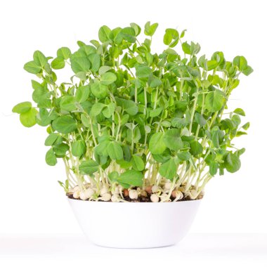 Kar bezelye microgreen beyaz kase ve Çömlekçilik kompost. Sürgünler Pisum sativum, mangetout veya şeker bezelye. Genç bitkiler, fidan, Brüksel lahanası ve cotyledons. Gıda fotoğraf, beyaz üzerinde açık görünümü kadar yakın.