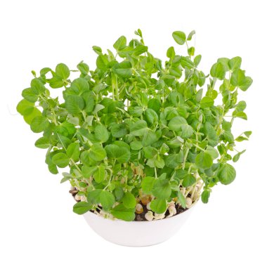 Beyaz arka plan üzerinde kar bezelye microgreen. De denilen mangetout veya şeker bezelye Pisum sativum vuruyor. Genç bitkiler, fidan, Brüksel lahanası ve cotyledons. Makro gıda fotoğraf, yakın çekim, önden görünüm.