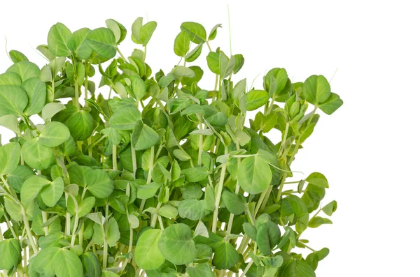 Snow Pea Microgreen White Bowl Potting Compost Shoots Pisum Sativum — Stock Photo, Image