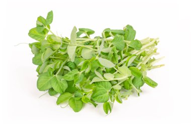 Kar bezelye microgreen beyaz arka plan üzerinde bir grup. De denilen mangetout veya şeker bezelye Pisum sativum vuruyor. Genç bitkiler, fidan, Brüksel lahanası ve cotyledons. Makro gıda fotoğraf, yakın çekim, önden görünüm.