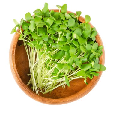 Keten microgreens ahşap kase. Ortak keten veya keten tohumu olarak da adlandırılan Linum vuruyor. Yenilebilir filizi, yeşil fidan, genç bitkiler ve cotyledons. Makro gıda fotoğraf portre yukarıdan beyaz üzerinde.