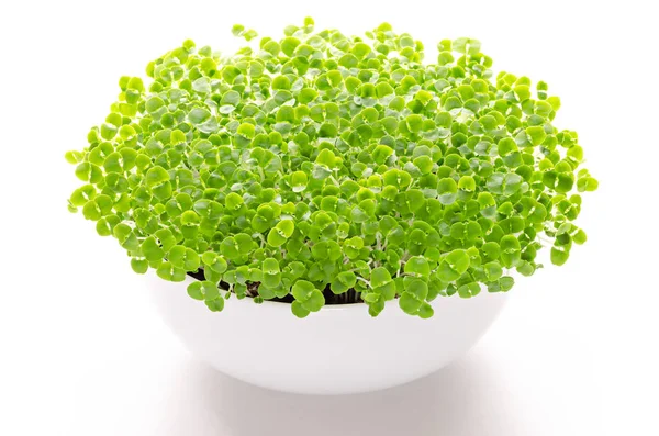 Microgreens Albahaca Tazón Blanco Vista Frontal Sobre Blanco Brotes Plántulas — Foto de Stock