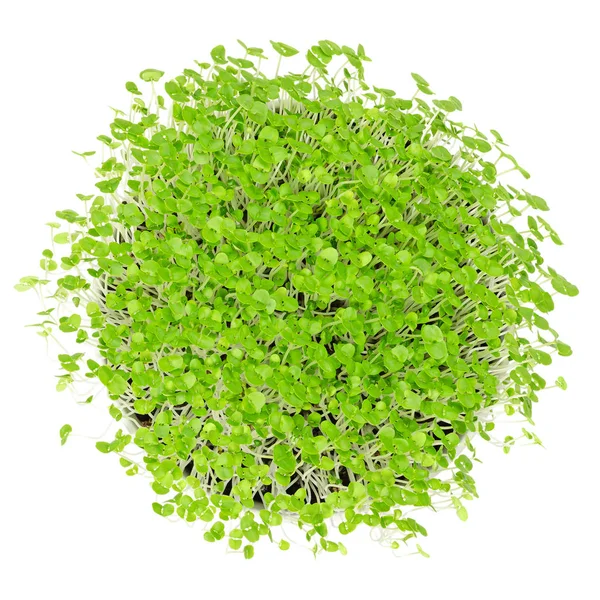 Fiatal Basil Microgreens Fehér Tál Felett Fehér Hajtások Fiatal Növények — Stock Fotó