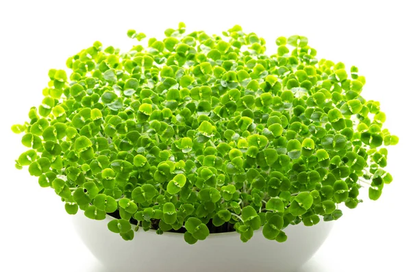 Basil Microgreens White Bowl Sprouts Green Seedlings Young Plants Leaves — Stock Photo, Image
