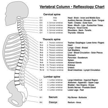 Omurga sütun Refleksoloji grafiği. Vertebral sütun adları ve numaraları omurları - lateral görünüm. İzole Anahat vektör çizim beyaz arka plan üzerinde.