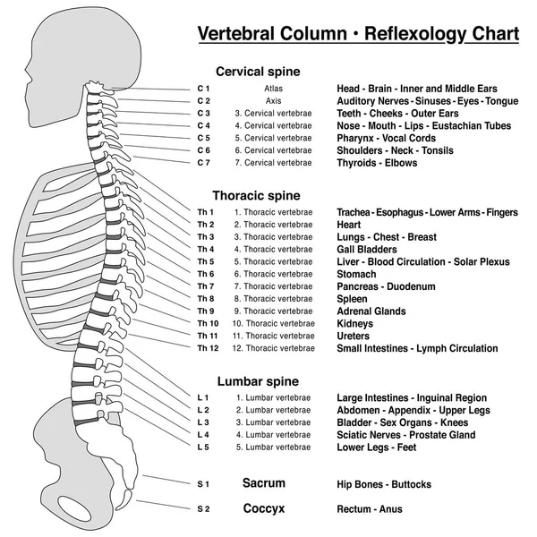 脊柱反射图 椎柱的名称和数字的椎体侧视图 白色背景上的独立轮廓向量图 — 图库矢量图片