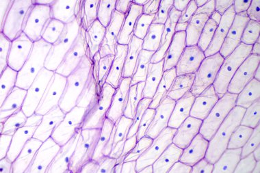 Onion epidermis under light microscope. Purple colored, large epidermal cells of an onion, Allium cepa, in a single layer. Each cell with wall, membrane, cytoplasm, nucleus and large vacuole.  clipart