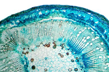 Pamuk kök kesiti. Işık mikroskobu slayt ebegümeci aile Ebegümecigiller cinsi Gossypium bitkilerin microsection ile. Bitki Anatomisi. Biyoloji. Fotoğraf.