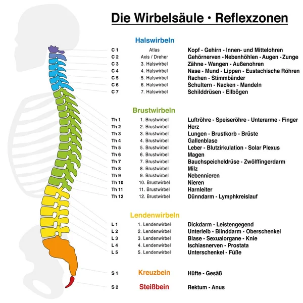 バックボーン リフレクソロジー グラフ対応する内臓や身体の部分の正確な説明と 椎骨の名前と番号 ドイツ語の言語 — ストックベクタ