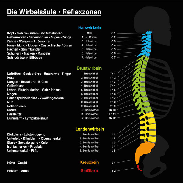Spine reflexology with description of the corresponding internal organs and body parts, and with names and numbers of the vertebras of the backbone. GERMAN LANGUAGE.