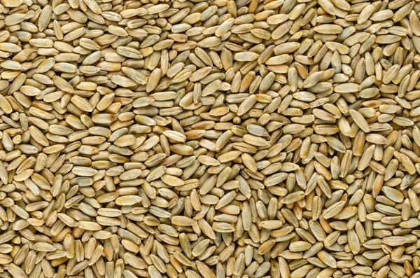 Grãos Centeio Superfície Cima Contexto Secale Cereale Grão Cobertura Colheita — Fotografia de Stock