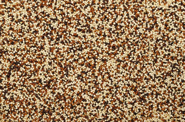 Karışık quinoa tohumları, yüzey ve arka plan. Pseudocereal. Sarı, kırmızı ve siyah yenilebilir meyve tahıl Chenopodium quinoa, çiçekli bitki solmayan çiçek ailesindeki kırpma. Gıda fotoğraf, yukarıdan yakın.