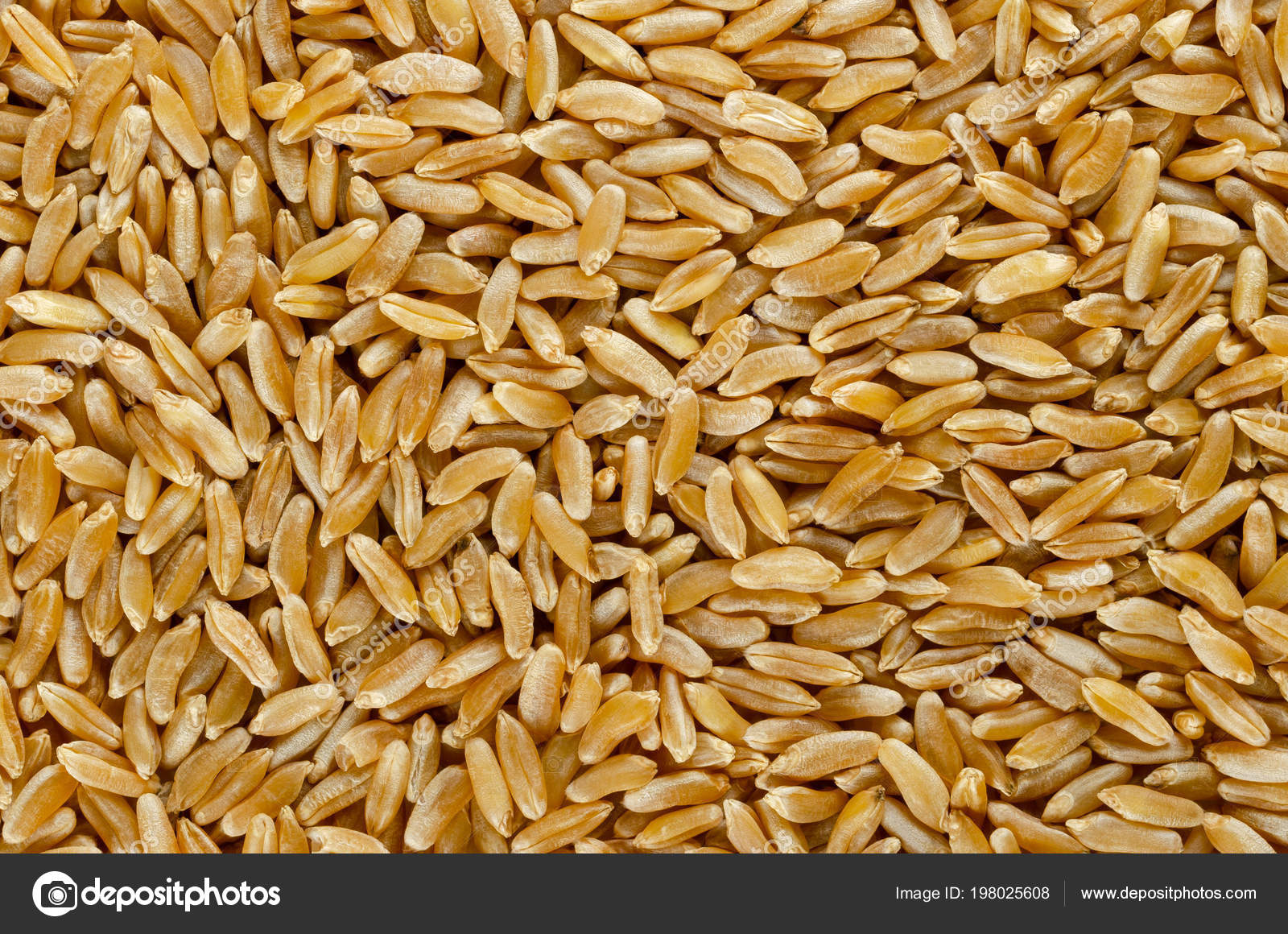 Kamut 呼罗珊小麦表面东方小麦粒Turanicum 一种古老的Recultivated 来自现代伊朗地区有着坚果味食品照片——图库图片©  Furian #198025608