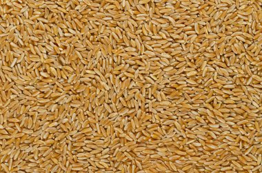 Kamut Horasan buğday, yüzey ve arka plan. Oryantal buğday, Triticum turanicum taneleri. Antik tahıl deli lezzet ile günümüz Iran bölgesinden recultivated. Gıda fotoğraf, yukarıdan, yakın.