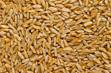 Yukarıdan Kamut Horasan buğday yüzey. Arka plan. Oryantal buğday, Triticum turanicum taneleri. Bir Antik tahıl deli lezzet ile günümüz Iran bölgesinden recultivated. Gıda fotoğraf, yakın.