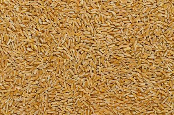 Kamut Khorasan Wheat Surface Background Grains Oriental Wheat Triticum Turanicum — Stock Photo, Image
