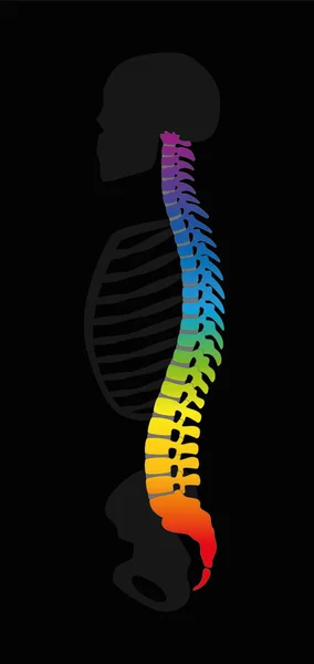 Coluna Vertebral Arco Íris Colorido Espinha Dorsal Colorido Espinha Esqueleto — Vetor de Stock