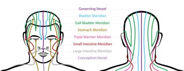 Meridians of the head with acupuncture points - anterior and posterior view. Traditional Chinese Medicine. Isolated vector illustration on white background. clipart