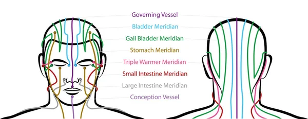 Meridianos Cabeza Con Puntos Acupuntura Vista Anterior Posterior Medicina Tradicional — Archivo Imágenes Vectoriales