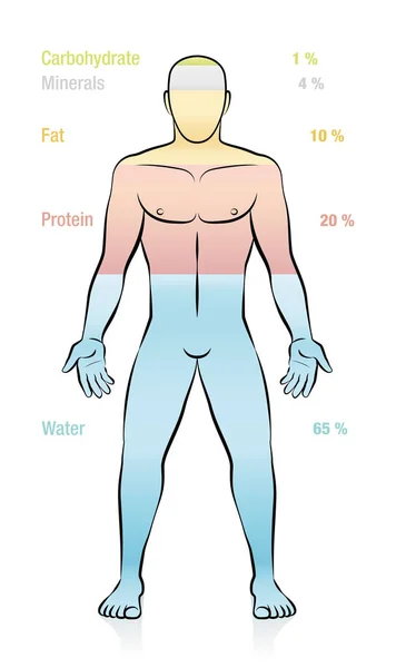 タンパク質 ミネラル 炭水化物 大量情報のパーセント 正常体重の人を構成する主な分子の組成物 人間の体の基本的なコンポーネントの図 — ストックベクタ