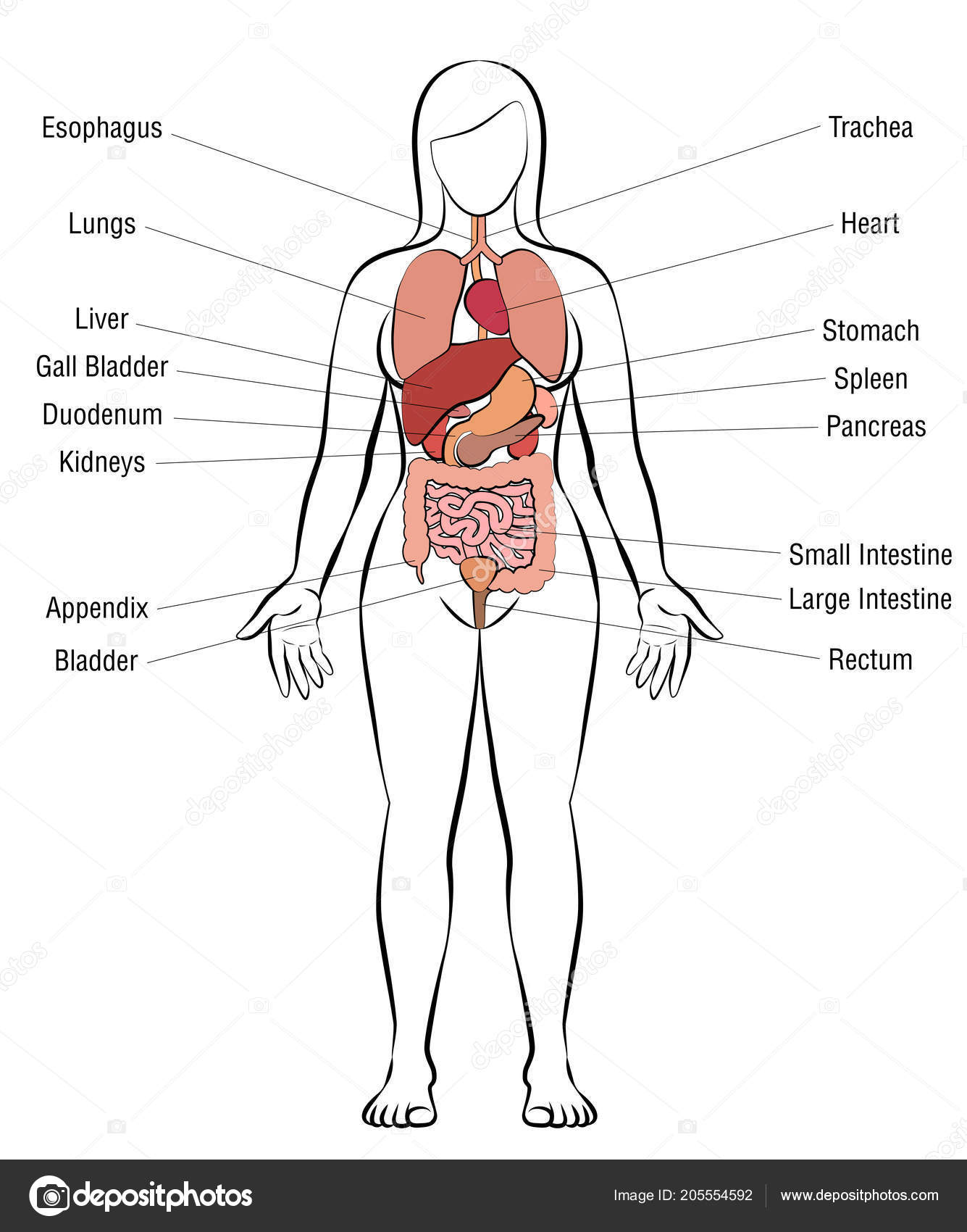 Internal Organs Female Body Schematic Human Anatomy Illustration Isolated Vector Vector Image By C Furian Vector Stock 205554592