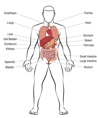 İç organlar, izole erkek vücut - şematik insan anatomisi illüstrasyon - beyaz arka plan üzerinde vektör.