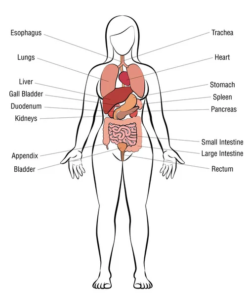 Órganos Internos Cuerpo Femenino Ilustración Anatomía Humana Esquemática Vector Aislado — Vector de stock