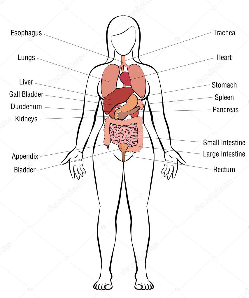 Internal organs, female body - schematic human anatomy illustration - isolated vector on white background.