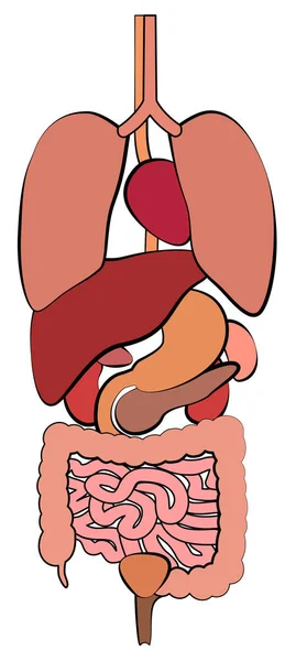 Układu Pokarmowego Pokarmowego Narządów Wewnętrznych Ilustracja Schemat Anatomii Człowieka Białym — Wektor stockowy