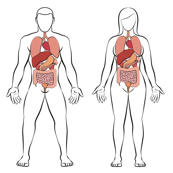 Tracto Digestivo Con Órganos Internos Cuerpo Masculino Femenino Ilustración Anatomía — Archivo Imágenes Vectoriales