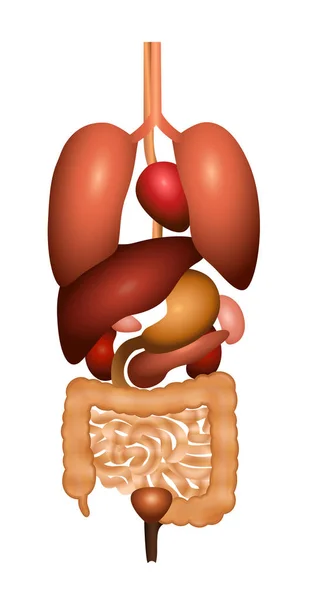 Digestion Gastrointestinal Tract Internal Organs Schematic Human Anatomy Illustration Isolated — Stock Vector